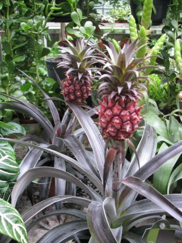 ananas comosus "pacifico"