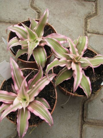 Cryptanthus bivittatus "pink starlight"