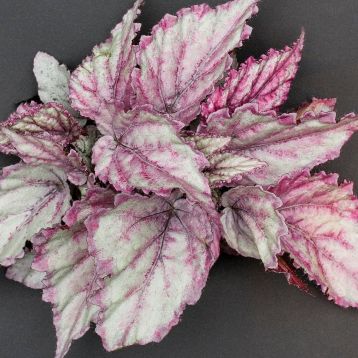 begonia "flamenco"