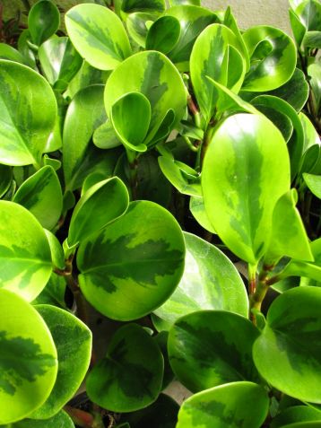 peperomia obtusifolia yellow variegata