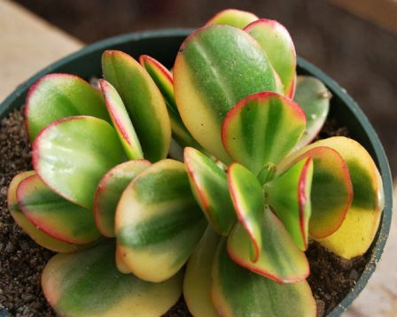 crassula ovata "sunset"