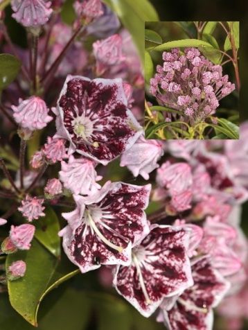 Kalmia latifolia "jans delight"