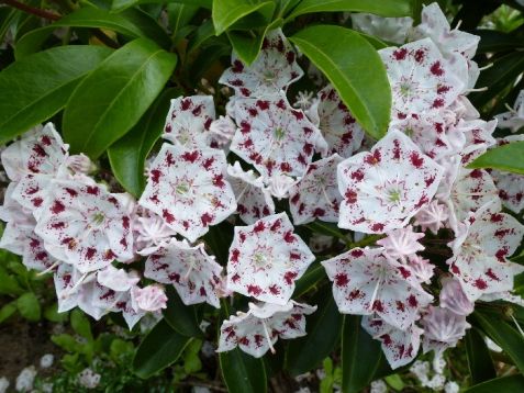 kalmia latifolia "radiata" - kalmie