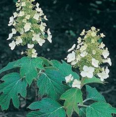 hydrangea quercifolia - hortenzie dubolistá