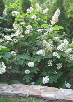 hydrangea quercifolia