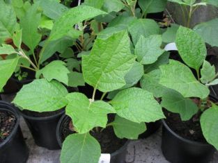 hydrangea quercifolia - hortenzie dubolistá