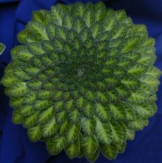petrocosmea rosettifolia