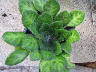 petrocosmea rosettifolia