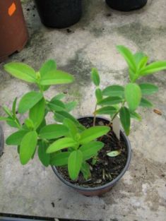 hypericum "hidcote"