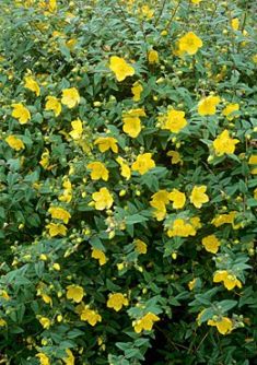 hypericum "hidcote"