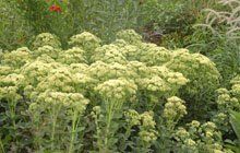 sedum "sunkissed" - rozchodník