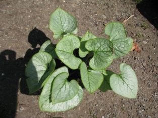 brunnera macr. "looking glass"