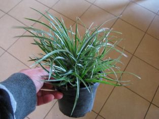 bromelia fascicularia "bicolor" - venkovní bromelie