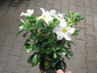 adenium obesum ,white - pouštní růže , bílá