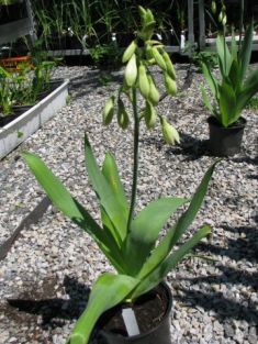 galtonia viridiflora