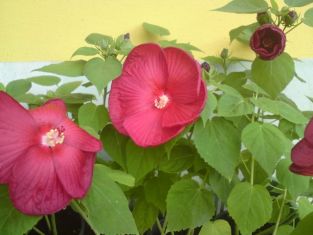 hibiscus moscheutos