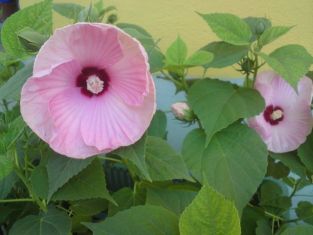 hibiscus moscheutos