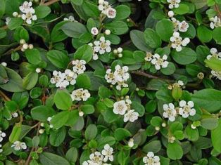 cotoneaster dammeri - skalník