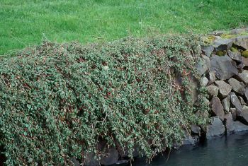 cotoneaster dammeri - skalník