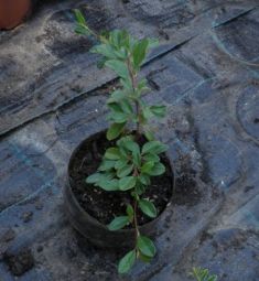 cotoneaster dammeri - skalník