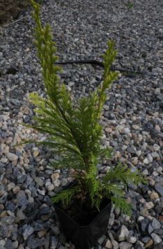 chamaecyparis lawsoniana "columnaris aurea" - cypřišek lawsonův