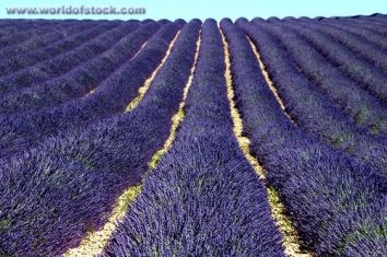 lavandula anguistifolia - levandule úzkolistá