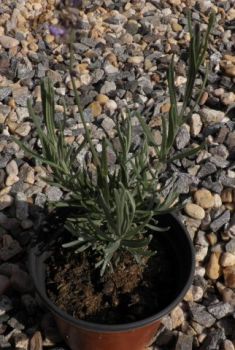 Lavandula anguistifolia - levandule úzkolistá