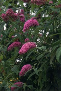 buddleja davidii "fascinating" - motýlí keř