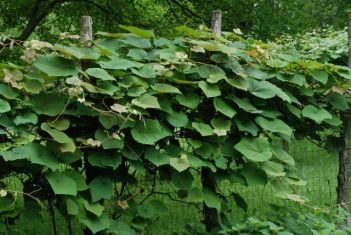 vitis coignetiae - réva Coignetové