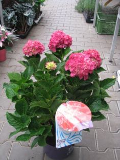 hydrangea macrophylla " forever&ever ® " red "