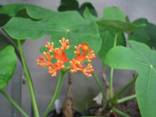 Jatropha podagrica - jatrofa