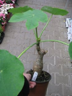 jatropha podagrica