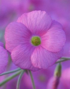 oxalis bowiei "amarantha"