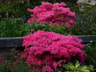 rhododendron obtusum "madame van hecke" - azalka