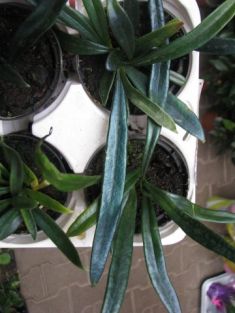 microsorum steerei , cobalt fern - microsorum