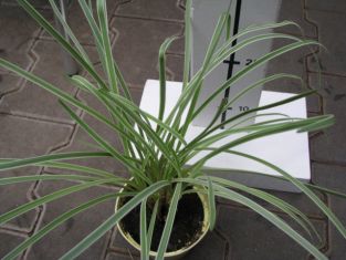 tulbaghia violacea "silver lace" - česneková tráva