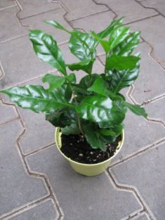 Coffea arabica - kávovník pravý