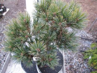 pinus strobus "mijoi" - čarověník