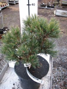pinus strobus "mijoi" - čarověník