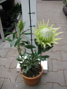protea cynaroides "white crown"