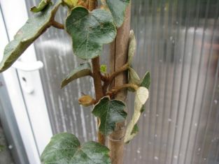 fremontodendron "california gold"