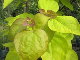 catalpa bignonioides "aurea" - katalpa trubačovitá