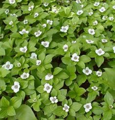 cornus canadensis