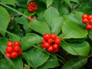cornus canadensis
