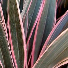 Phormium tenax "pink stripe" - lenovník
