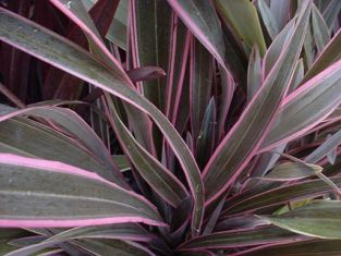 phormium tenax "pink stripe" - lenovník