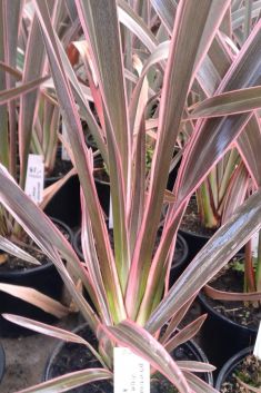 phormium tenax "pink stripe" - lenovník