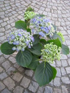 Hydrangea macr. "hovaria hopcorn" - hortenzie