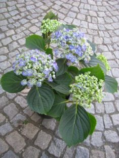 Hydrangea macr. "hovaria hopcorn"