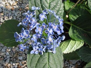 Hydrangea macr. "hovaria hopcorn" - hortenzie